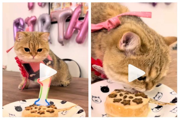 Viral Video: Adorable Cat Celebrates Her First Birthday With Cute Dress & A Purr-Fect Cake | Watch